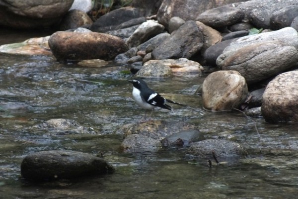 Birding in Shivapuri Nagarjun National Park